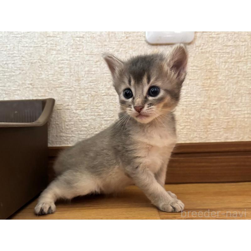 販売中の千葉県のソマリ-124794の4枚目